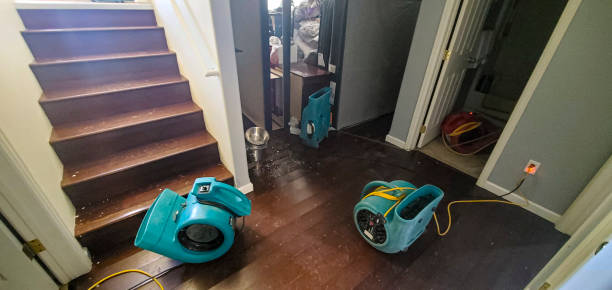 Best Water damage contractors near me  in Maple Lake, MN