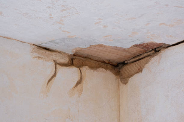 Best Professional water damage repair  in Maple Lake, MN