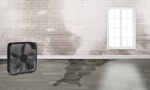 Best Basement water damage restoration  in Maple Lake, MN